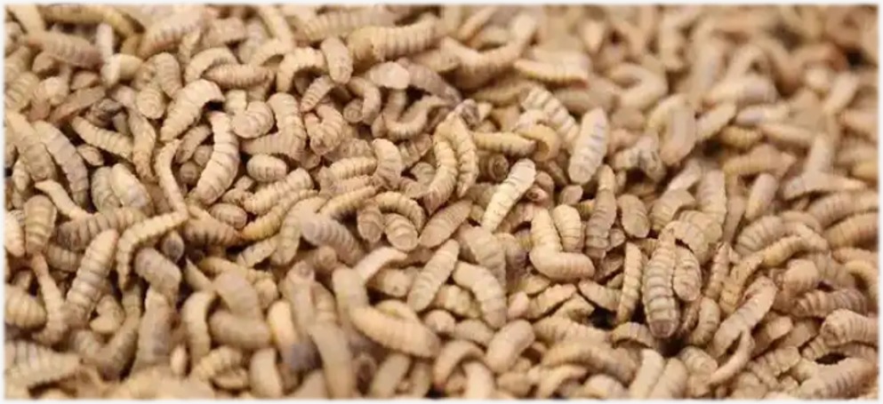 Black Soldier Fly larvae