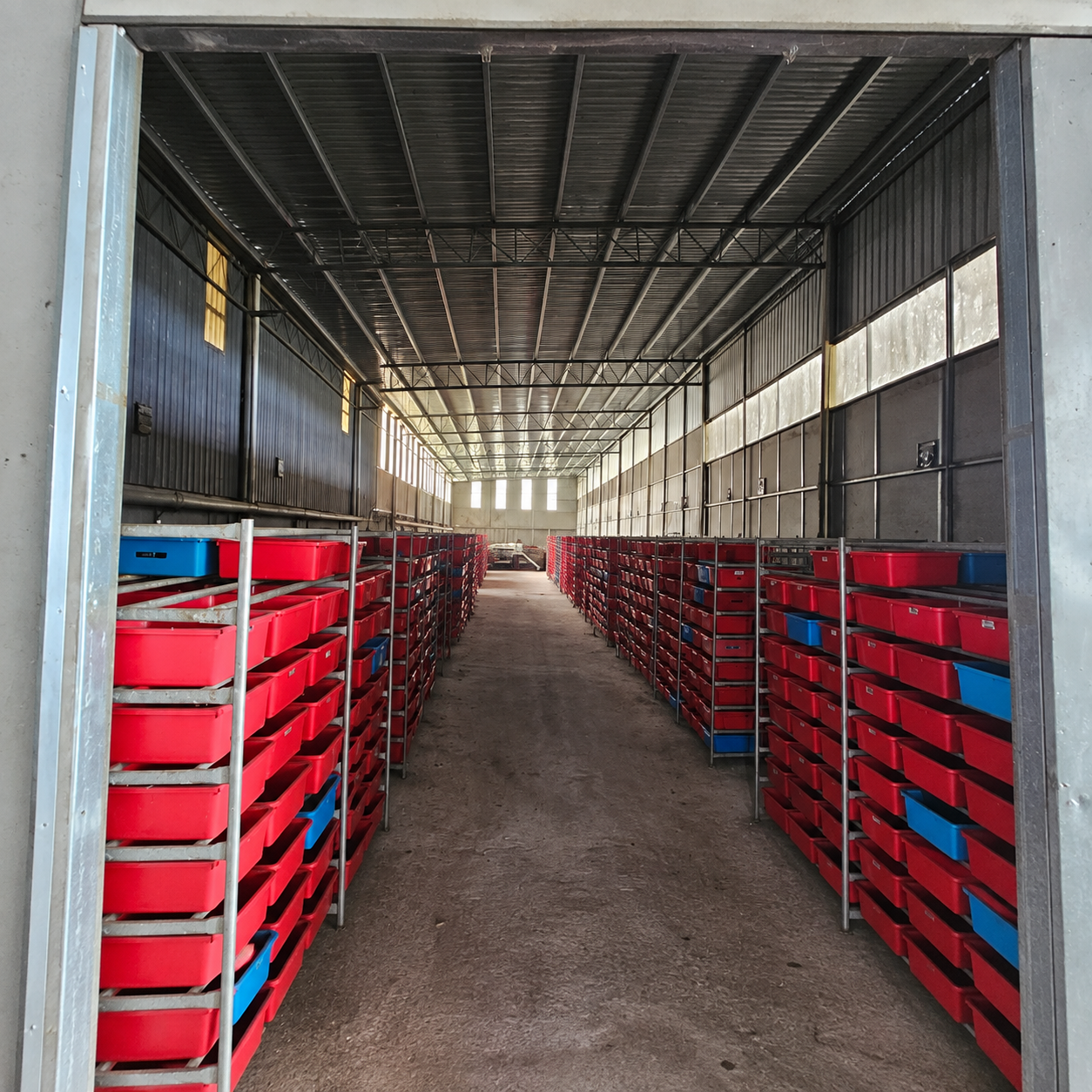 Black Soldier Fly rearing trays inside the facility