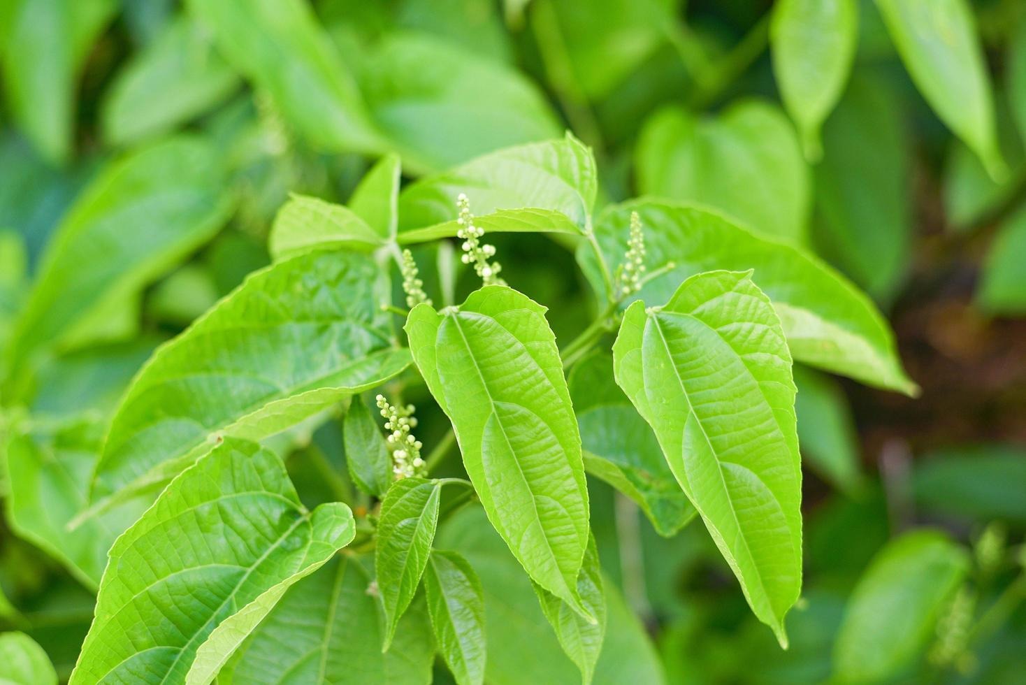 Fresh Sacha Inchi leaves