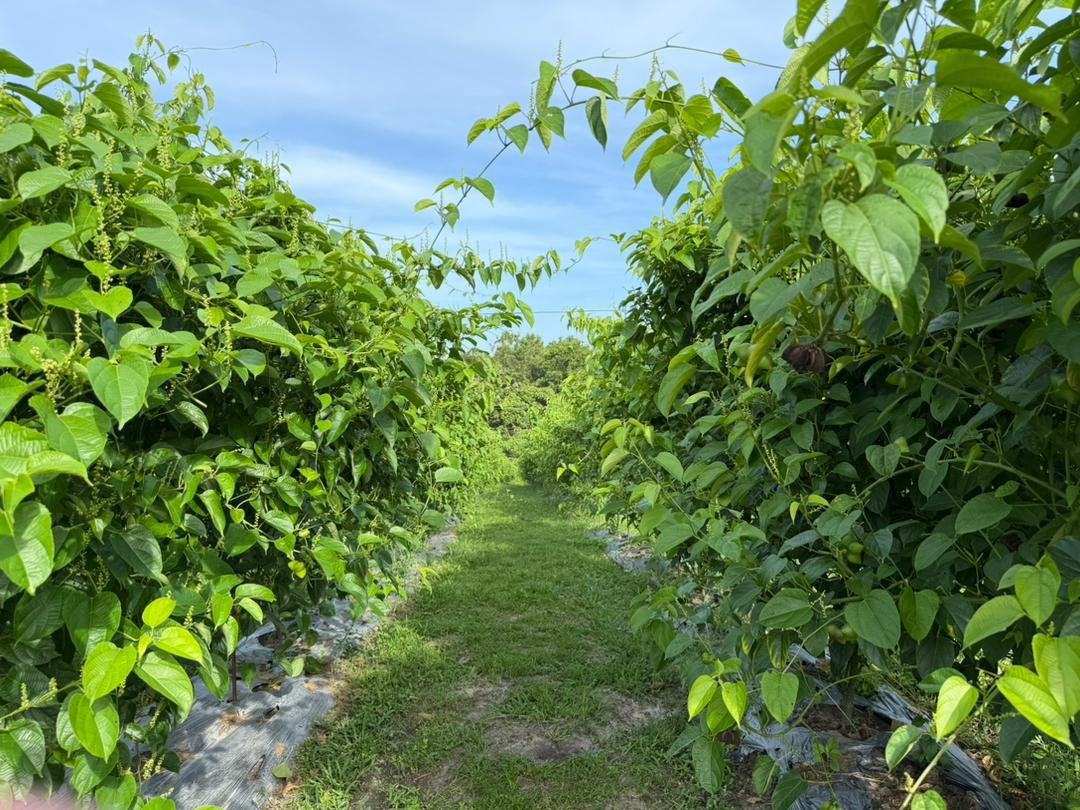 Sacha Inchi cultivation rows in Sarawak