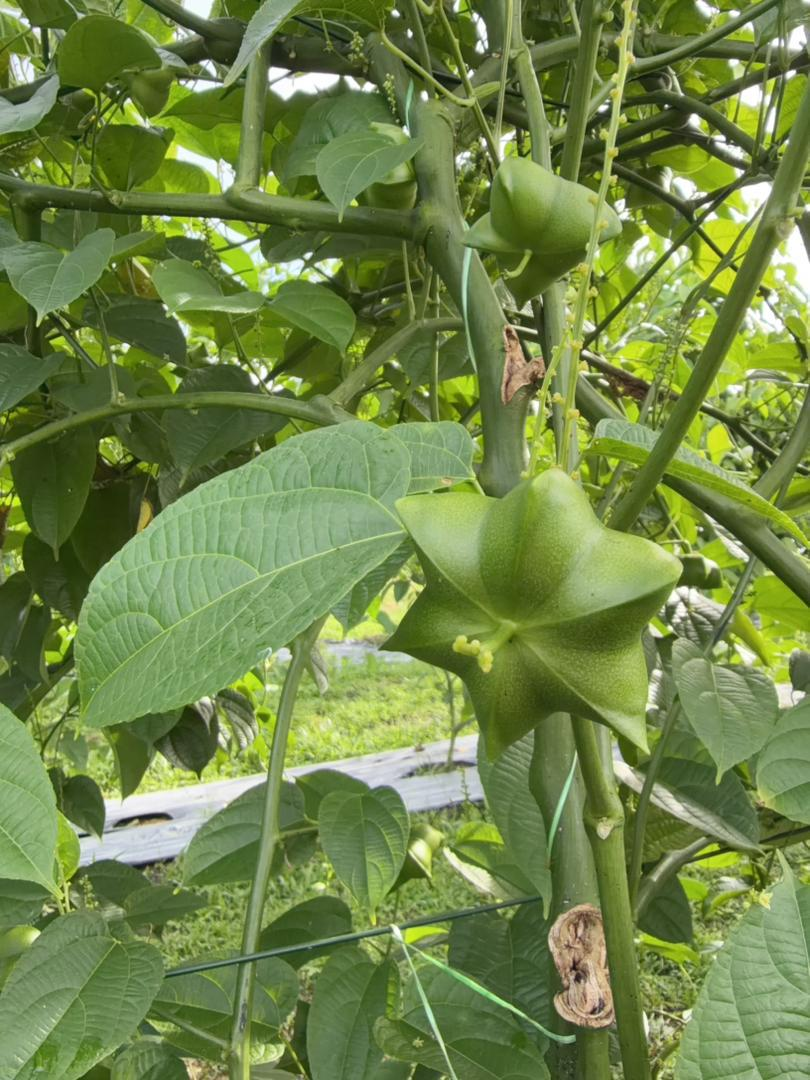 Fresh green Sacha Inchi pods on the plant