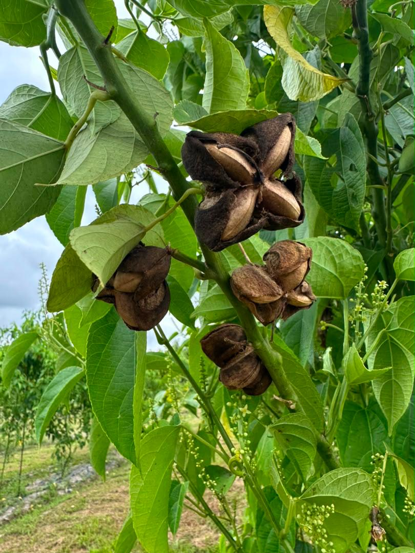 Mature Sacha Inchi pods on the plant
